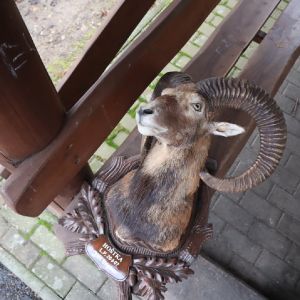 KOŤÁTKA, ZAJÍČCI, MOTÝLCI: U myslivců