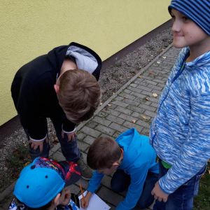 šipkovaná_13